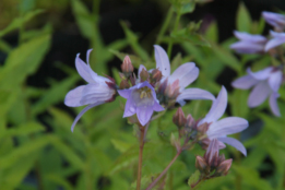 Campanula lactiflora 'Prichard's Variety' bestellen